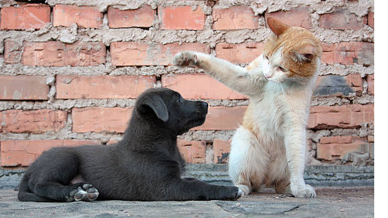 Picture for: Training your Cat or Dog