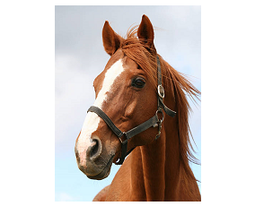 Picture for: Horse Camps