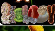 Picture for: AP Biology