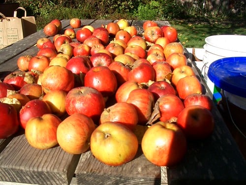 Picture for: Apples-A-Plenty
