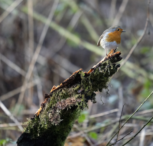 Robin on a stick (Erithacus rubecula)