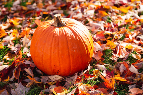 Image for Fall Harvest Party