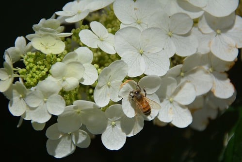 Picture for: Garden Club Grades 2-3