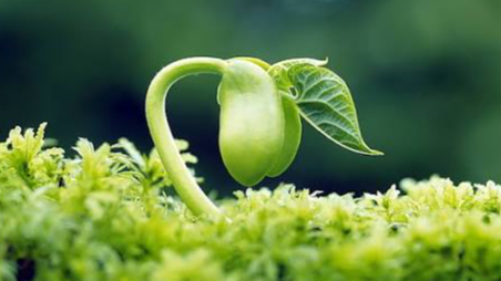 Picture for: Botanist Buds: A Plant- Centered Steam Experience