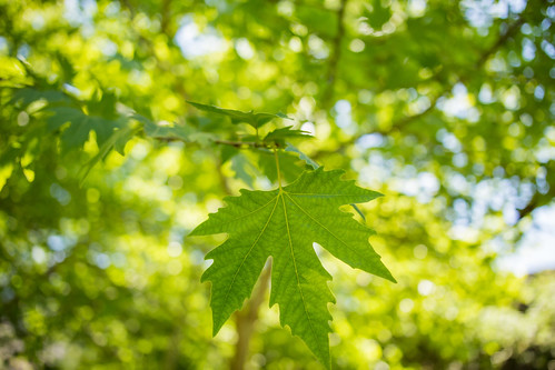 Image for Family Metroparks Explorer Series!