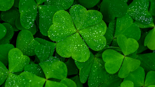 Picture for: Shamrock Hunt