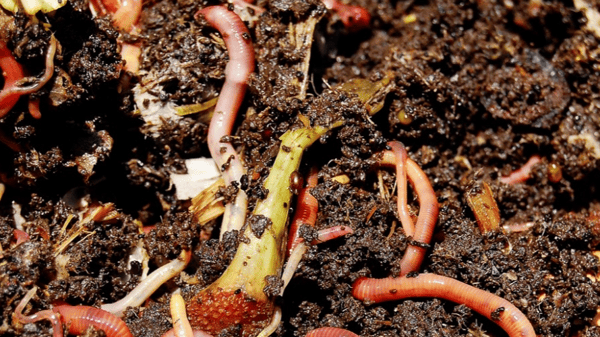 Picture for: Mobile Worm Compost