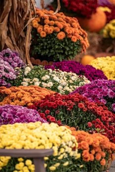 Picture for: 36th Annual Barberton Mum Festival