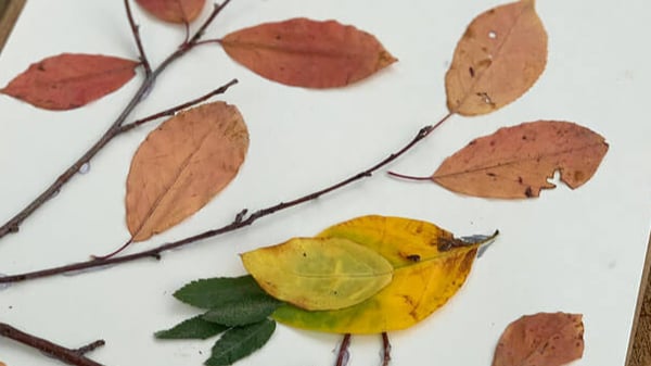 Image for Eco Explorers: The Woodland Art