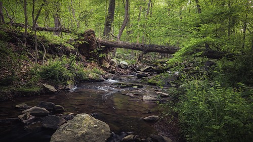 Picture for: Creekin'