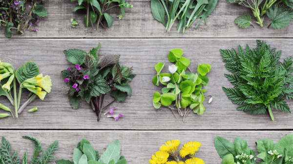 Picture for: Edible and Medicinal Wild Plants