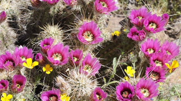 Picture for: Desert Discoveries Series