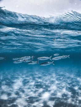 Picture for: Ocean Explorers