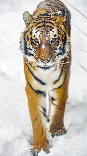 Noah walking in the snow