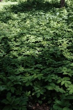 Picture for: Native Plants for Shade and Woodlands