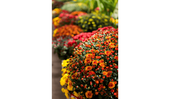Course Fall Native Perennial Planting image 1