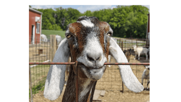 Course Poplar Hill Dairy Goat Farm image 1