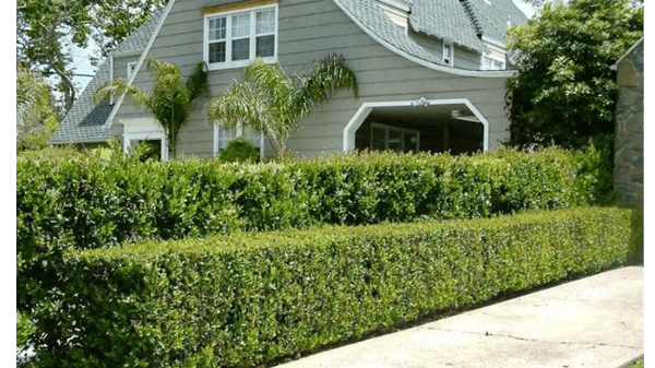 Course Living Fence Lines image 1