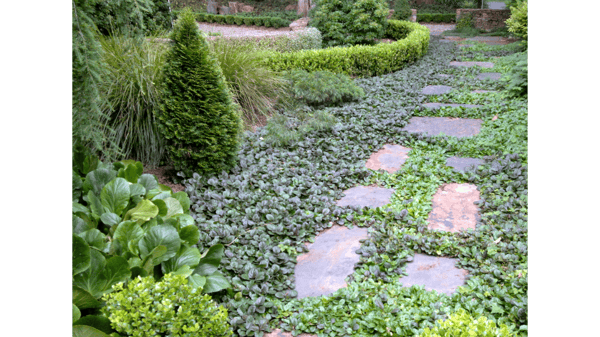 Picture for: Native Perennial Planting