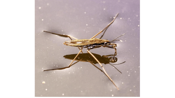 Image for Bugged Out Water