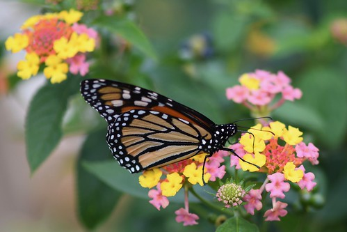 Picture for: Hands on Butterfly Garden Design