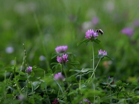 Picture for: Eco Grasses and Bee Lawns