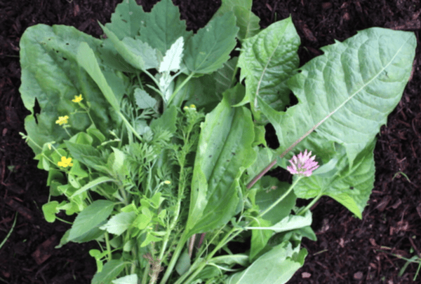 Picture for: Backyard Wild Edibles