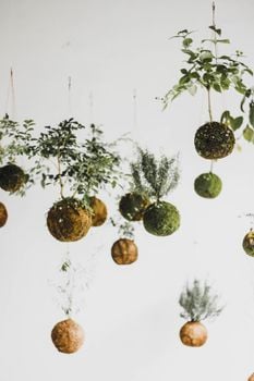 Picture for: The Art of Kokedama at Del Webb