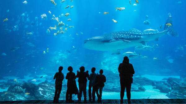 Picture for: Sleep Under the Sea at Georgia Aquarium