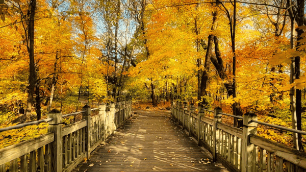 Picture for: A Day at the Arboretum