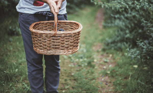 Picture for: Wild Edible & Medicinal Herb Walk