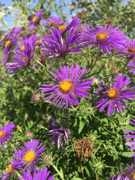 Course Fall Solstice Medicinal Herb Walk image 1