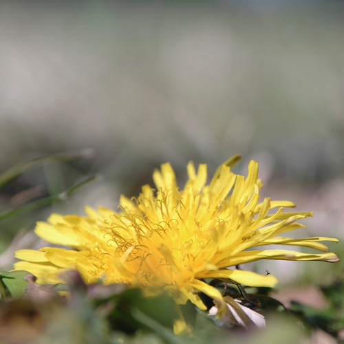 Dandy