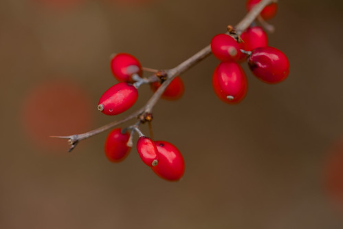 Barberry