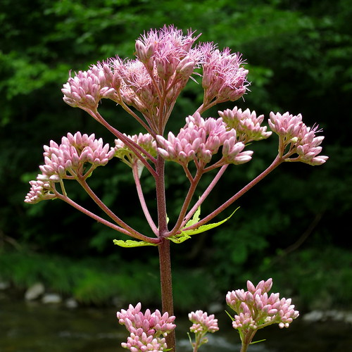 Spotted Joe-Pye Weed