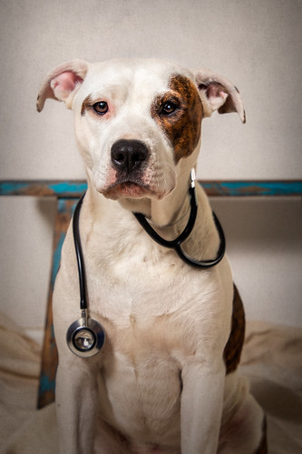 Puppy dog with a stethoscope