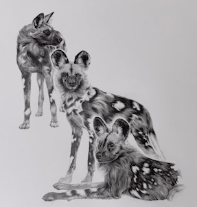 Picture for: Intro to Natural History Illustration Drawing in Graphite with Charon Henning