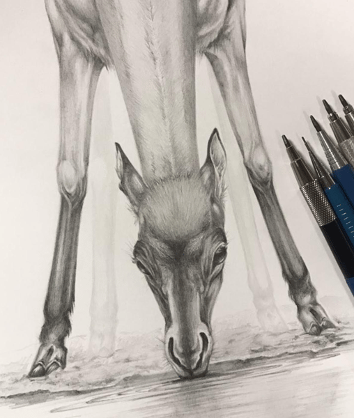 Course Intro to Natural History Illustration Drawing in Graphite with Charon Henning image 2