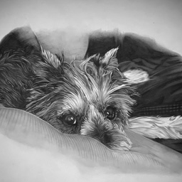 Course Intro to Natural History Illustration Drawing in Graphite with Charon Henning image 3
