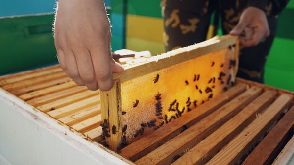 Close-up of a beekeeper inspecting a honey-filled honeycomb frame with bees.