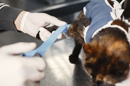 A veterinarian skillfully bandages a cat's paw post-surgery in a clinic setting.
