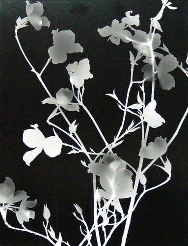 Picture for Darkroom Photography Studio- Photograms and Pinholes