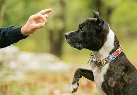 Picture for: Pet Training