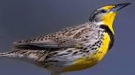 Image for Birding 101