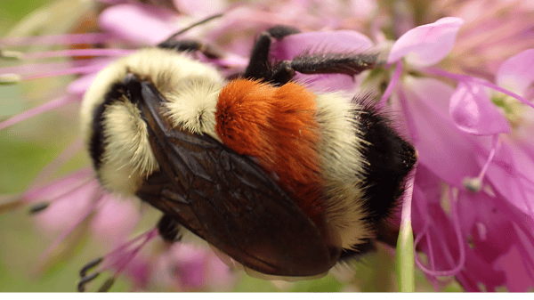 Image for Bumble Bee Atlas (Field Day)
