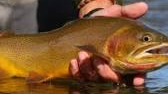 Picture for: Fly Casting Instruction