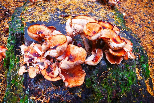 Mushrooms Growing on a Stump at Clear Lake Resort in Linn County, Oregon
