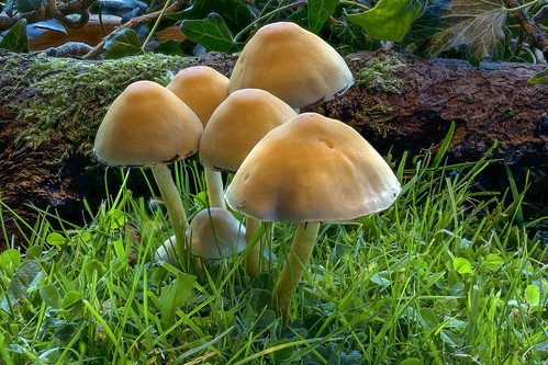 Sulphur Tuft