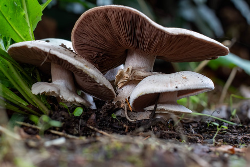Driveway Mushrooms