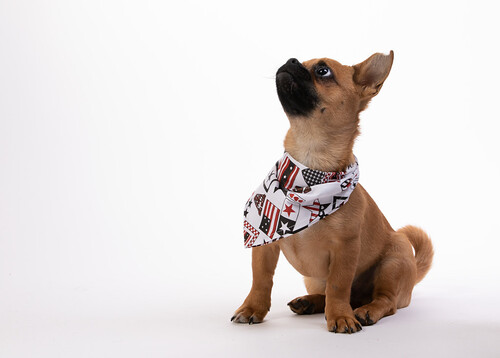 Picture for: PUPPY KINDERGARTEN